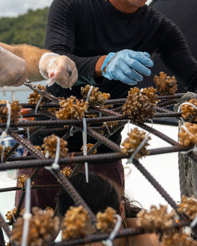 Cultivo de coral