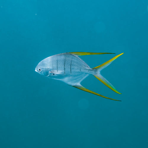 Biodiversidad marina
